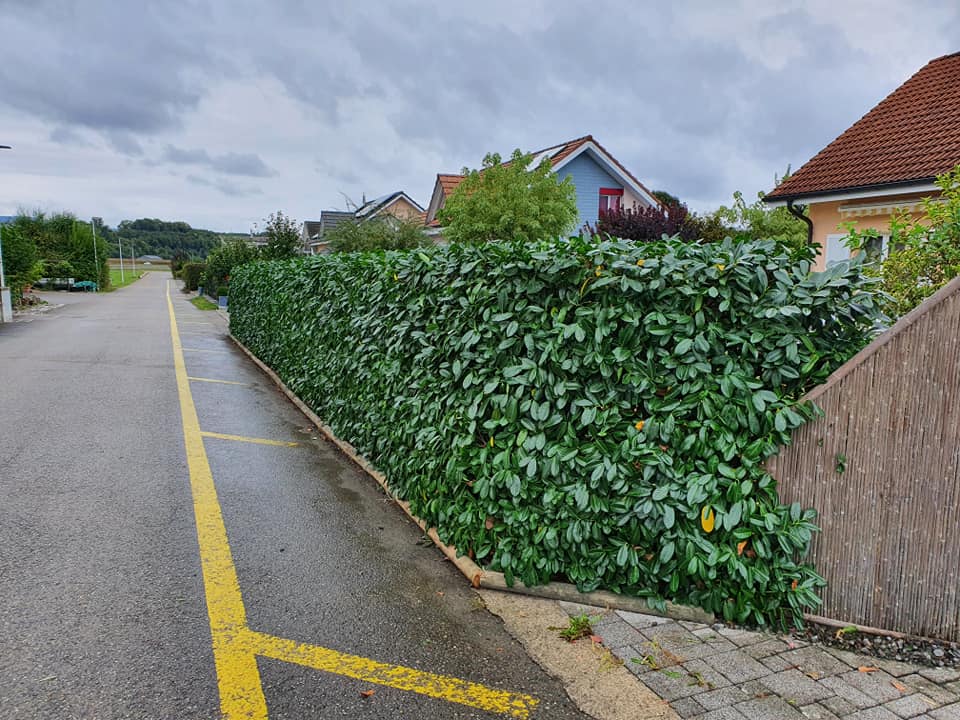 Taille d'une haie de laurier